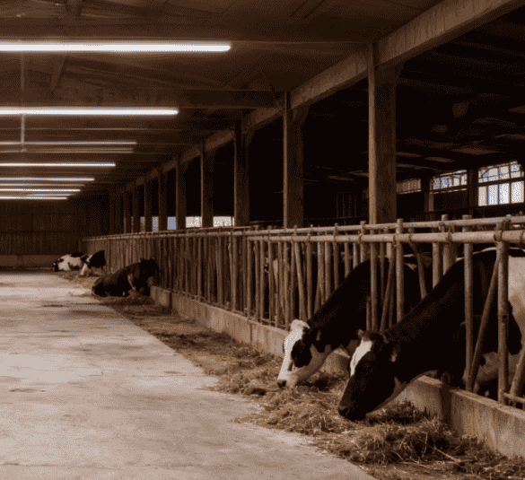 T21 LED-Scheunenlicht (4)